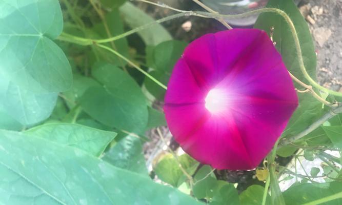 牵牛花（探索牵牛花的浪漫与寓意）