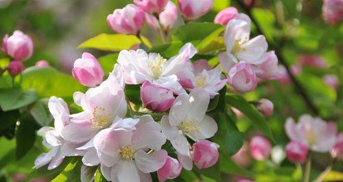 日本海棠花（探寻日本海棠花的花语与传说）