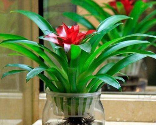 室内植物花象征生财（室内植物花的神奇力量）