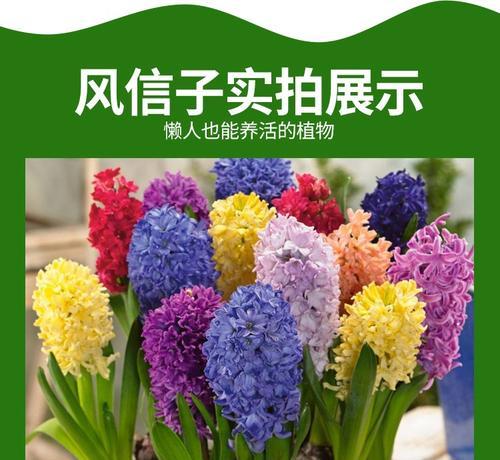 水培风信子花语(水中的芬芳与生机)