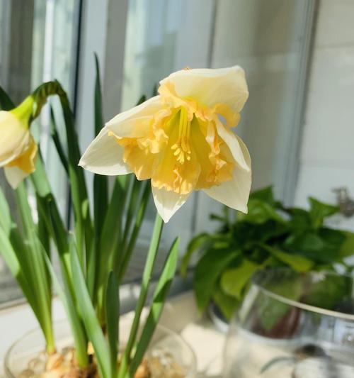 水仙花的美丽与寓意（探索水仙花开花的奇迹与哲理）