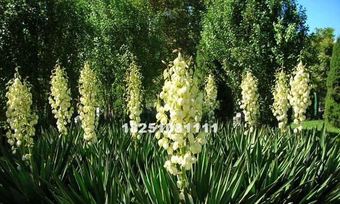丝兰花语之美——传递爱与祝福（探秘丝兰花语的深层含义）