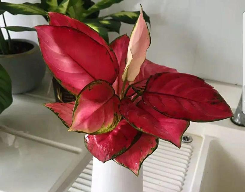 万年青的花语与含义（探索万年青的花语）