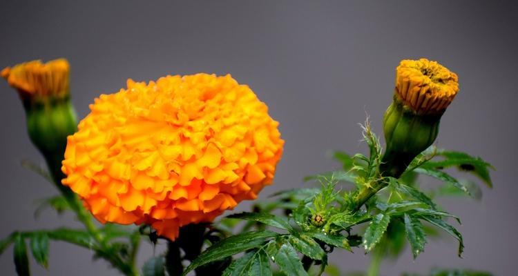 万寿菊花语与传说之美（绽放千秋）
