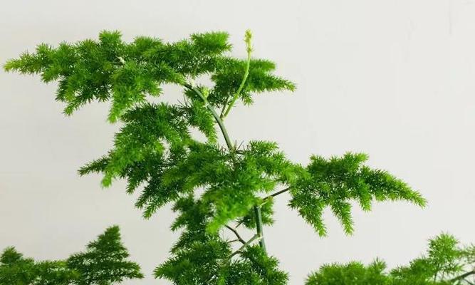 文竹的象征意义（探寻文竹所代表的寓意与价值）