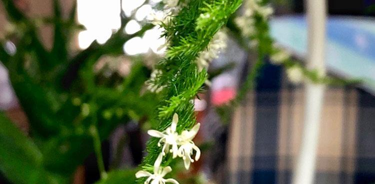 文竹开花寓意与美好生活（借助文竹开花领悟生活哲理的奇妙之旅）