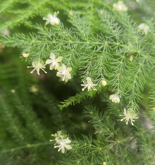 文竹开花寓意与美好生活（借助文竹开花领悟生活哲理的奇妙之旅）