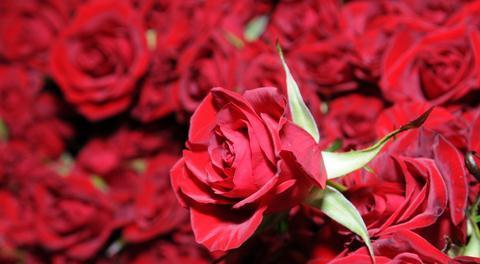 18朵玫瑰花的寓意和花语（传递爱情和祝福的象征花束——18朵玫瑰花的花语解读）