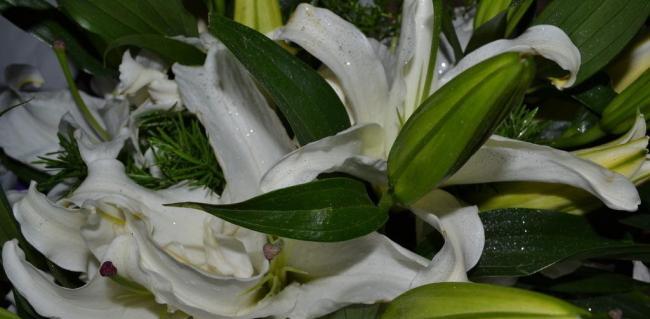 白百合花的象征意义与内涵（揭示白百合花所代表的纯洁）