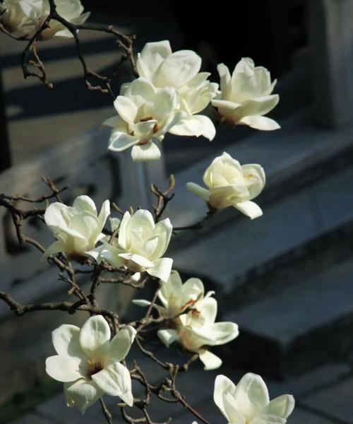 白兰花的象征意义与价值（白兰花之美——追寻纯洁）