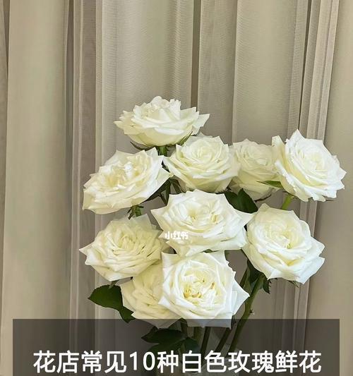 白玫瑰的花语和象征（纯洁无瑕的白玫瑰）