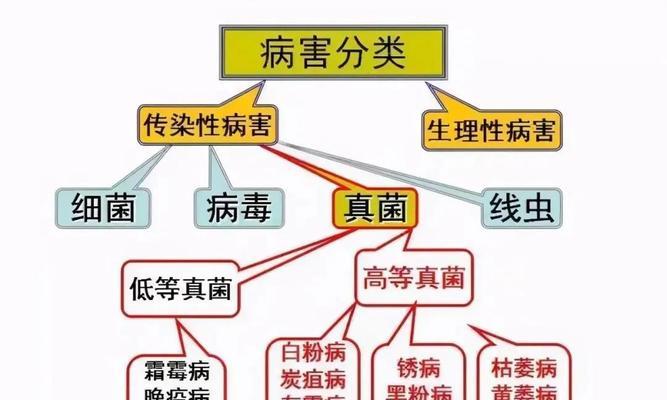 马铃薯炭疽病的预防与治疗（病原）