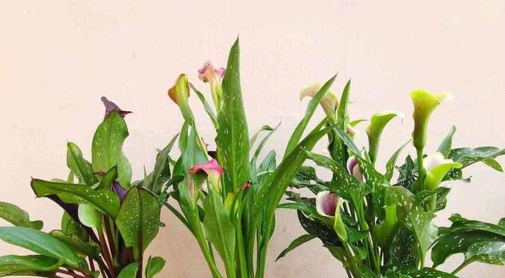 马蹄花的寓意和象征意义（探寻马蹄花的美丽与深意）