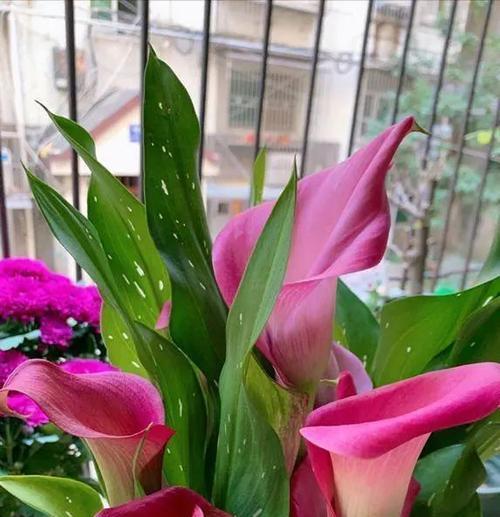 为什么马蹄莲不开花（探究马蹄莲不开花的原因及解决方法）