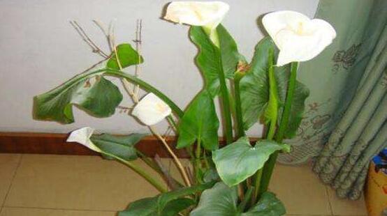 马蹄莲花是否有毒（室内养马蹄莲花需注意的几点）