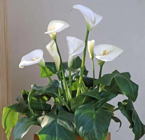 马蹄莲花怎么养（轻松拥有美丽的水生花卉）