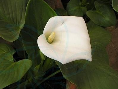 马蹄莲的植物学特征与生态习性