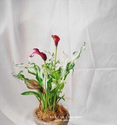 马蹄莲修剪方法大全（从根到叶）