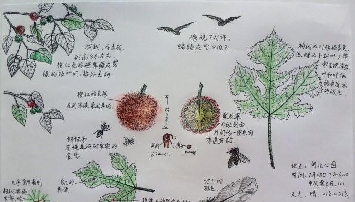 马蹄莲为什么只长叶子不开花（探究马蹄莲不开花的原因及处理方法）