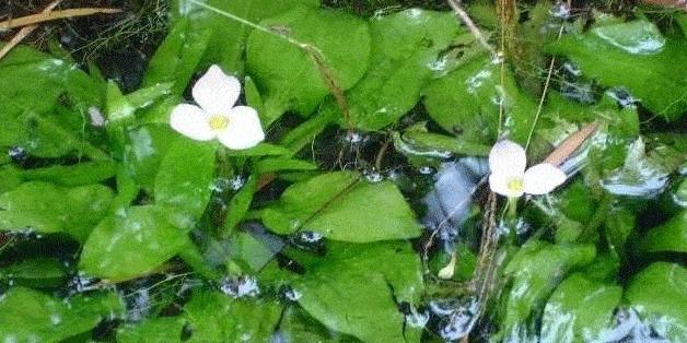 揭开马蹄水生植物真相（科学家揭示水中美丽花朵的真实身份）