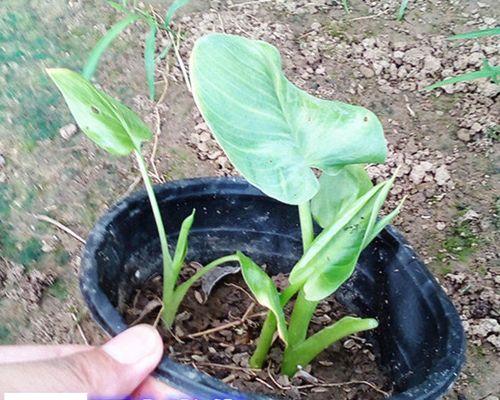 马蹄适合种植的地方及种植要点（生态环境要优）