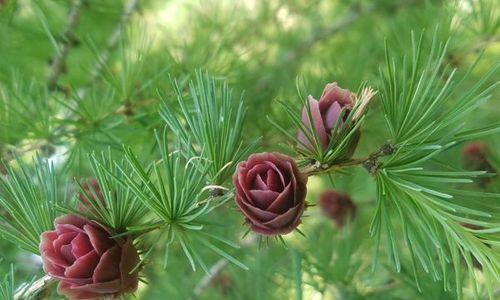 马尾松——一种被子植物（探究马尾松的分类）