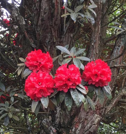 马樱花盆栽的养殖技巧（美丽盆景）