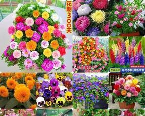 自己种花，从买种子开始（详细教你如何栽培花卉）
