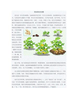如何选择最佳的麦茬花生播种时间（掌握关键技巧）