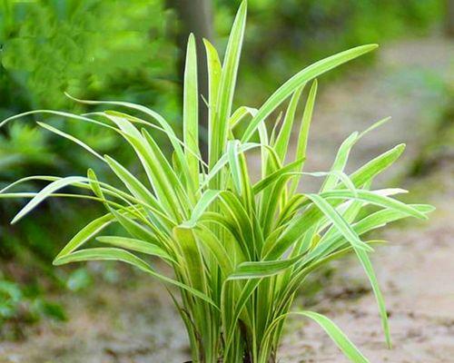 麦冬不是单子叶植物（探究麦冬的植物分类及特点）
