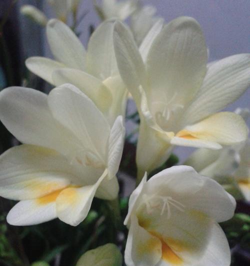 麦兰花种子的收集和保存方法（如何收集和保存麦兰花的种子）