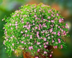 满天星的象征意义（花海中的闪烁星光）