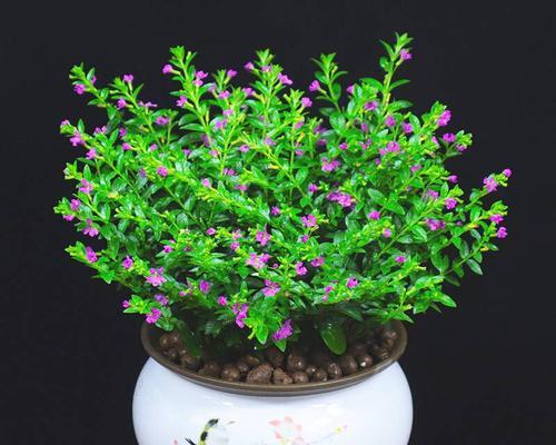 满天星光长叶子不开花的原因及解决方法（探究满天星长叶子不开花的原因及解决方法）