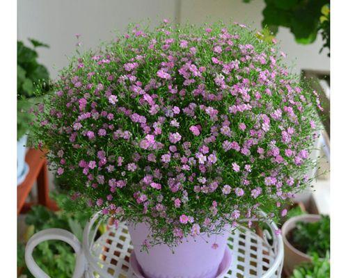 满天星花的种植与养护（打造浪漫花园）