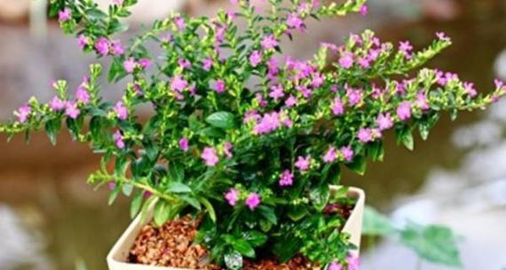 满天星花的种植与养护（打造浪漫花园）
