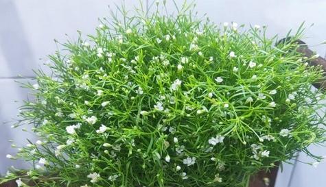 满天星种植全攻略（春季如何种植满天星）