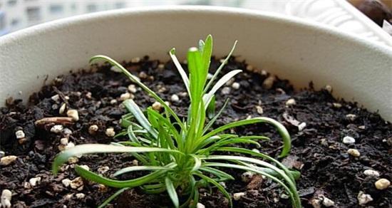 打造满天星之美——满天星配土方法与种植土壤探析（用种植土壤为关键）
