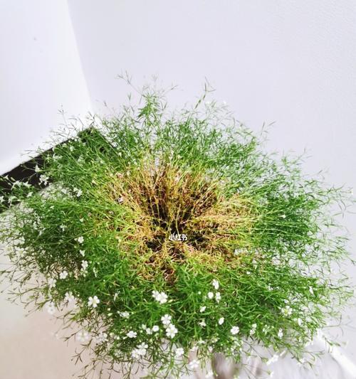 满天星的适合季节（如何在不同季节中妥善栽培满天星）