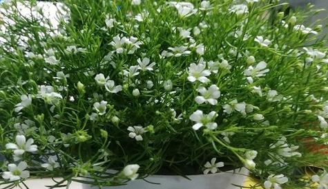 满天星的家庭养护指南（从选购到养护）