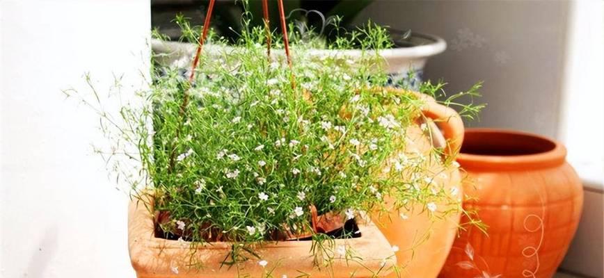 满天星种子播种的最佳时间（如何选择合适的时间和方法）
