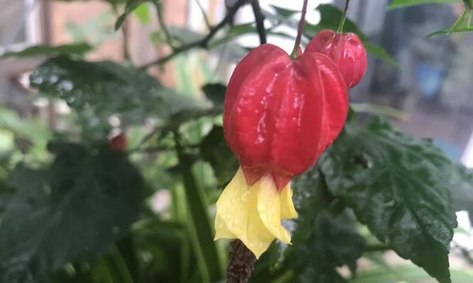 蔓性风铃花有种子吗（探究蔓性风铃花的繁殖方式和种子特征）