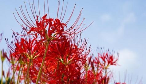 蔓珠莎华的花语（探秘蔓珠莎华的意义及象征）