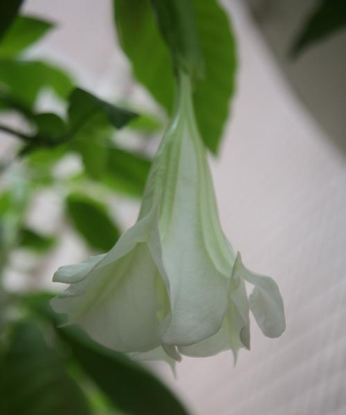 曼陀罗花适合室内养吗（探讨曼陀罗花的适应环境和生长条件）