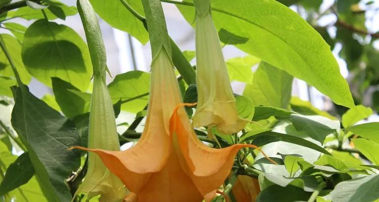 曼陀罗花适合室内养吗（探讨曼陀罗花的适应环境和生长条件）