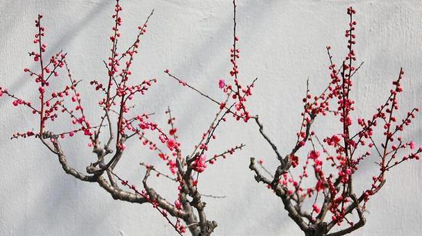 梅花的寓意与美丽（唤醒冬日沉寂的美丽梅花的灵气与坚韧）