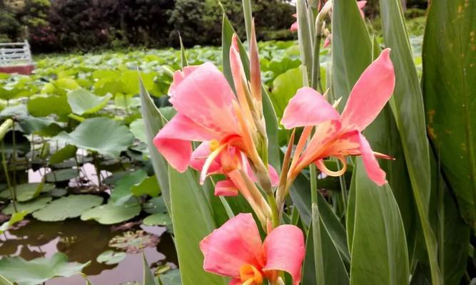 美人蕉花语与传说（美人蕉的魅力及其神秘传说）