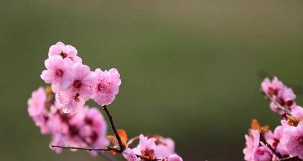 美人梅花语（傲雪凌寒）