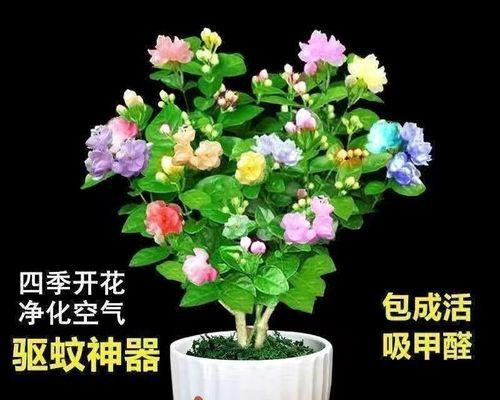 茉莉的花语与象征意义（茉莉花的美丽与象征之旅）