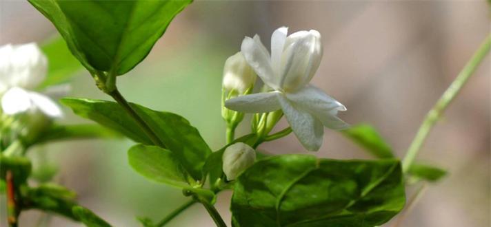 茉莉花的花语揭示了什么（探寻茉莉花的花语意义）