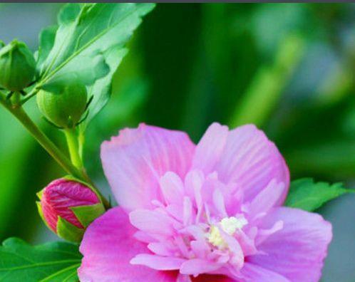 木槿花的花语探究（探寻木槿花的花语与象征意义）